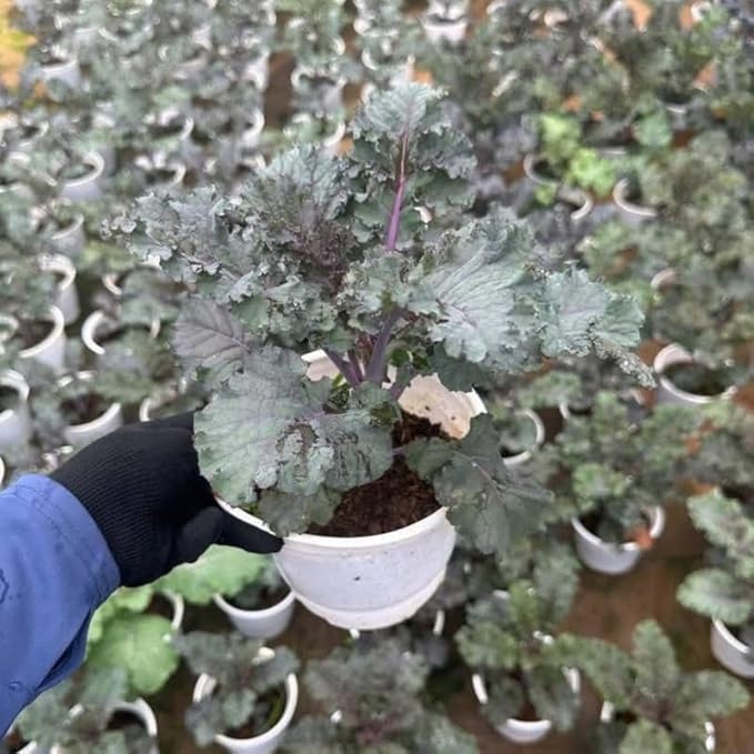 2 Pots Red Kale Plants, 4 Inch Pot Kale Plants Live for Planting Indoor Outdoor Home Garden, Containers, Live Vegetables Plant