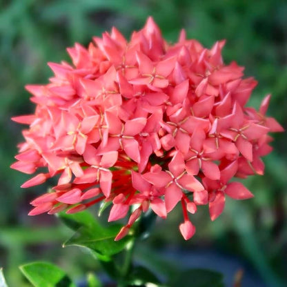 Gardenera Ixora Plant Potting Soil - All-Natural Blend for Thriving Ixora Plants - Boosts Root Health and Vibrant Blossoms - 10 Quart