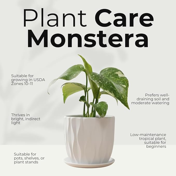 Thai Constellation Monstera Plant, Live Variegated Monstera Houseplant, 4-6 Inches Tall for Indoor or Outdoor Planting
