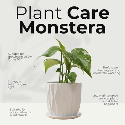 Thai Constellation Monstera Plant, Live Variegated Monstera Houseplant, 4-6 Inches Tall for Indoor or Outdoor Planting
