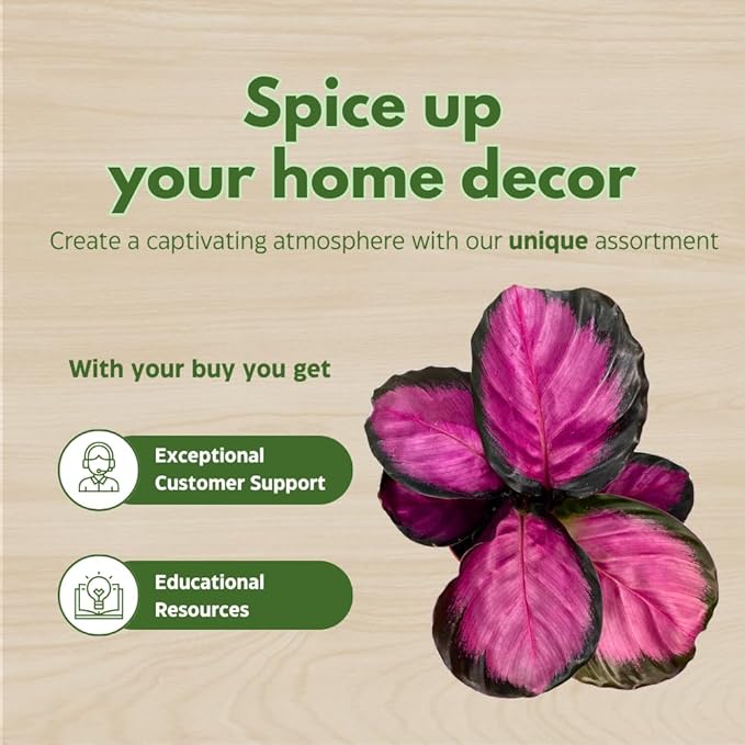 BubbleBlooms Calathea Assortment in 4 inch Pots Set of 3 Prayer Plants