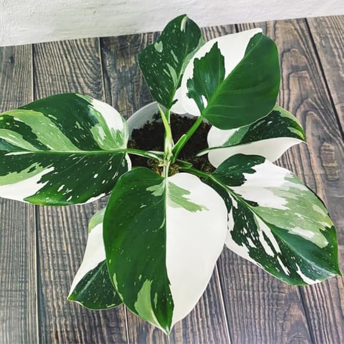 2 Rare Philodendron Live Plants Varieties Collection, Philodendrons Plants Size 5-9 Inc for Indoor Houseplant Décor, Ornamental Tropical Well-Rooted (White Green Philodendron Plants)