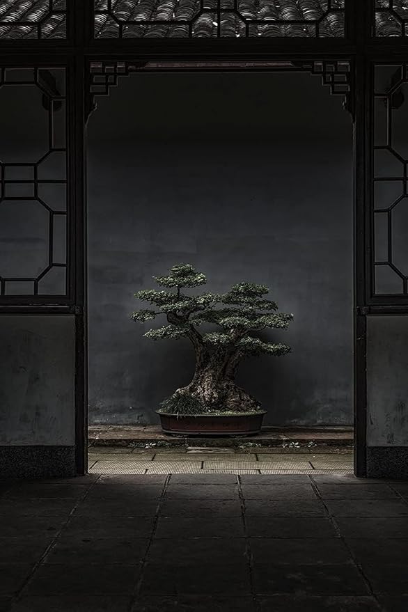 Shimpaku Juniper | 1 Live 4 Inch Pot | Pre-Bonsai Juniperus Chinensis Plants | Symbol of Harmony Balance Meditation and Peace