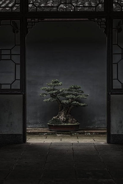 Shimpaku Juniper | 1 Live 4 Inch Pot | Pre-Bonsai Juniperus Chinensis Plants | Symbol of Harmony Balance Meditation and Peace