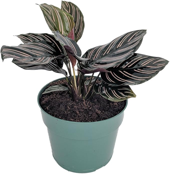 Pin Stripe Prayer Plant - Calathea ornata - Easy House Plant - 4" Pot-Live Plant