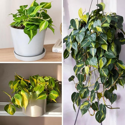Variegated Yellow Green Philodendron Live Plant, Tropical Plant in 4 Inch Pot, Ready to Grow, Live Indoor Houseplant