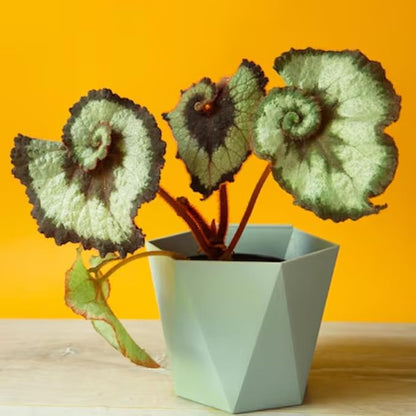 Begonia Plants Live, Rare Begonias Indoor Growing, Hanging Basket, Starter 5 to 9 Inc Tall (Spiral-Shaped Foliage)