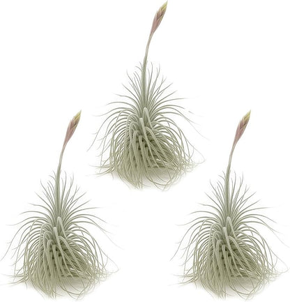 ragnaroc Live air Plant - Tillandsia Tectorum Air Plant 4-6" – 3ct – Unique Shape with Silvery Fuzz – Low Maintenance Houseplant – Perfect for Decor, Terrariums, Gifts - Live Arrival Guaranteed