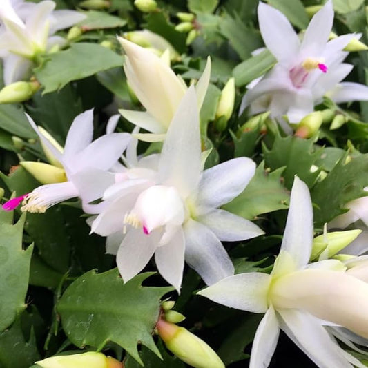 White Easter Cactus Live Plant, 4-9” Tall, Rooted Holiday Cactus Succulent Plant for Indoor or Outdoor Growing, Easy Care Flowering Houseplant