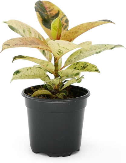 Ficus Tree Four Pack Indoor Plants Live Houseplants - Live Rubber Tree Plants Bundle Includes Ficus Burgundy, Ficus Tineke, Ficus Elastica, and Ficus Ruby