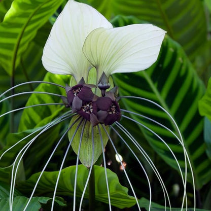 White Bat Flower Live Plant, 4-8" Tall Bat Flower Plant, Tacca Chantrieri, Well Rooted Houseplant, No Pot