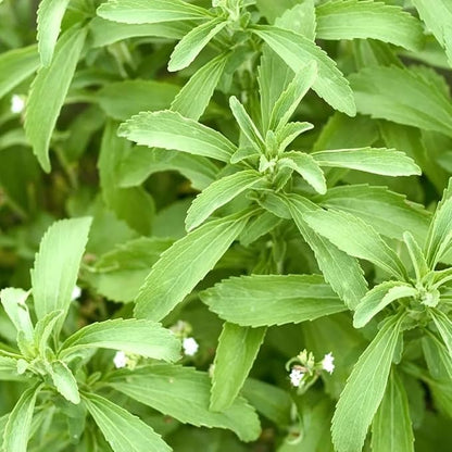 Live Stevia rebaudiana Plants, Sweet Leaf or Sugar Leaf, Natural Sugar Substitute Herb, Easy to Grow (2 stevia sacs)