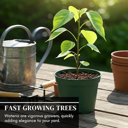 Weeping Wisteria Bonsai Tree Seedling for Planting - 1 Year Old Well Rooted Seedling
