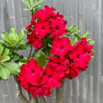 Red Desert Rose Plant Live, Adenium Desert Rose Flowers, Perennial Flowers Succulent Plant, Vibrant Bloom, 4 to 7 Inch Tall, Well Rooted