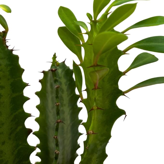 BubbleBlooms Original African Milk Tree, 4 inch Euphorbia trigona Green