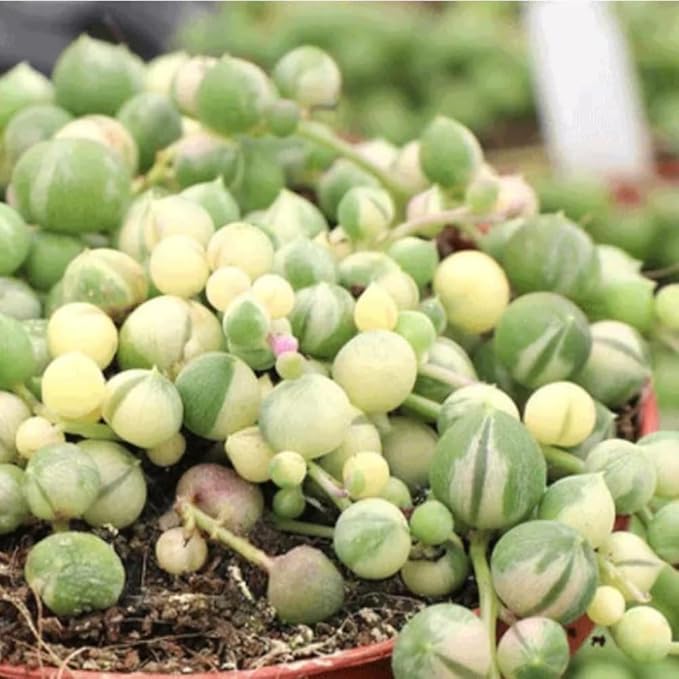 Succulents Variegated String of Pearls Plant Live, Rare Succulent Variegated Plant Rooted in 4 Inch Pot, Hanging Basket House Plant, Zones 9-12