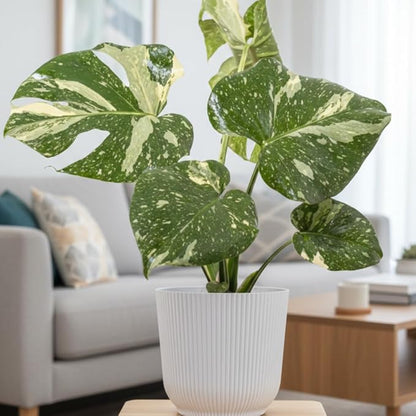 Thai Constellation Monstera Plant, Live Variegated Monstera Houseplant, 4-6 Inches Tall for Indoor or Outdoor Planting