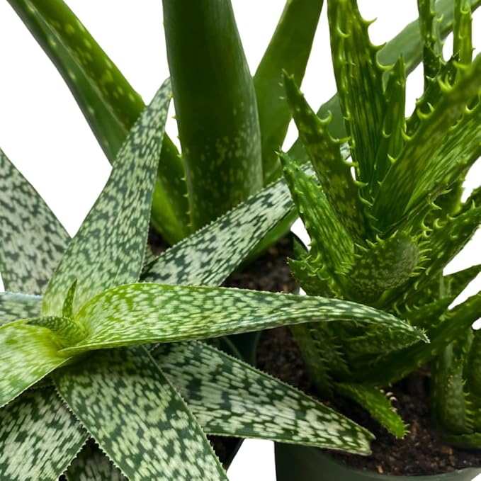 BubbleBlooms Aloe Assortment 4 inch Pots Set of 3