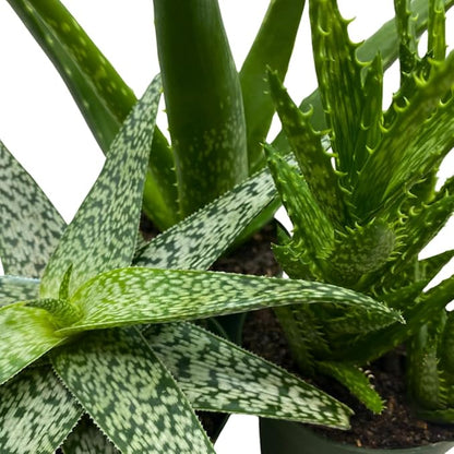 BubbleBlooms Aloe Assortment 4 inch Pots Set of 3