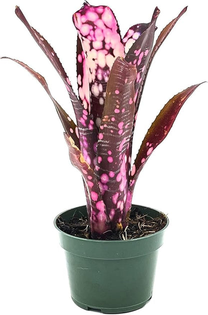 ragnaroc Live Plants – Bromeliad Billbergia Hallelujah 'Pup', 6-12" - 1ct - Live Arrival Guaranteed - House Plants for Home Decor & Gift