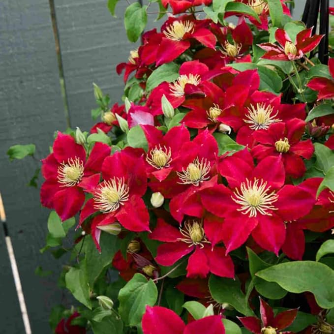 Red Clematis Vine Plant, Clematis Vine with Large Blooms Perennial, 2.5 Inc Pot for Outdoor Planting
