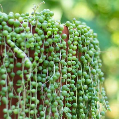 String of Pearls Plant Live Succulent 4 Inch Pot, Variegated String of Pearls Hanging Plant for Home Office Decor, Rare Succulent Trailing Vine, 4-7 Inch Tall