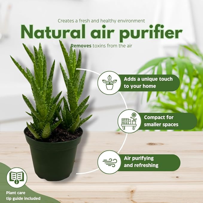 BubbleBlooms Aloe Assortment 4 inch Pots Set of 3