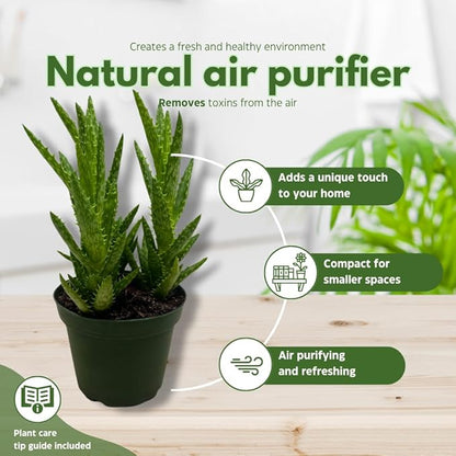 BubbleBlooms Aloe Assortment 4 inch Pots Set of 3