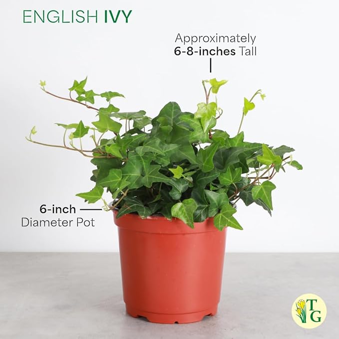 Thorsen's Greenhouse Live Green English Ivy Plant, Hedera Helix, Natural Air Purifier, Easy to Grow, Live Indoor Houseplant, (Nursery Pot - 6" Pot)