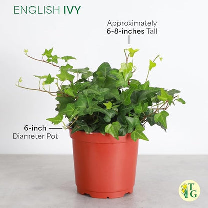 Thorsen's Greenhouse Live Green English Ivy Plant, Hedera Helix, Natural Air Purifier, Easy to Grow, Live Indoor Houseplant, (Chocolate - 6" Pot)