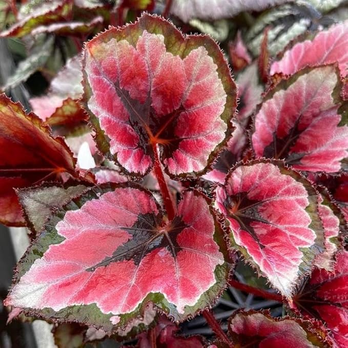 2 Begonia Live Plants Outdoor, Angel Wing Begonia Maculata Plants Live, 5-9" Tall, Ornamental Foliage Houseplant for Home or Office (Deep Red)