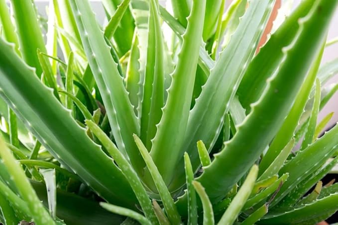 Live Aloe Vera Plant, Aloe Vera Plant Live, 4 Inc Potted, Live Aloe Vera Plant Indoor, Succullent Plant Live for Garden