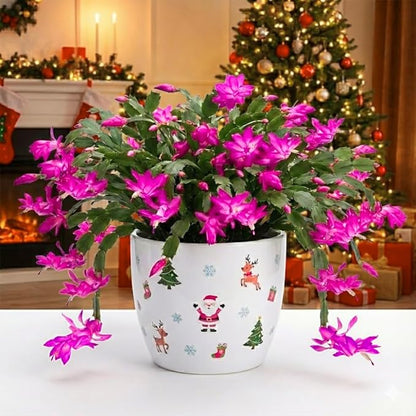 Christmas Cactus Live Plant 4 inch Pot, Christmas Flower Plant, Flower Succulents Plants, Holiday Christmas Cactus for Planting (Pink Christmas Cactus)