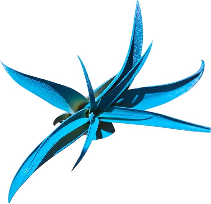 Rainforest Grown Capitata Turquoise Enhanced Air Plant - Live Tillandsia - 5 to 8 inches - 30 Day Guarantee