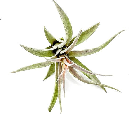 ragnaroc Air Plants - Flowering Tillandsia Harrisii, Large 3-5" - 2ct - Live Arrival Guaranteed - House Plants for Home Decor & Gift