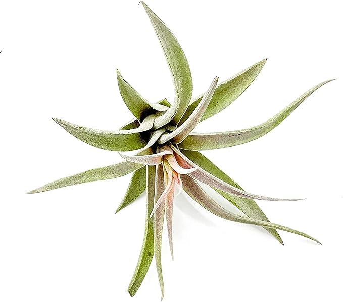ragnaroc Air Plants - Flowering Tillandsia Harrisii, Large 3-5" - 3ct - Live Arrival Guaranteed - House Plants for Home Decor & Gift