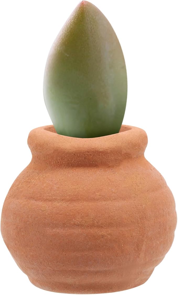 8Pcs Small Terracotta Pots for Succulent Plants Mini Clay Planters Indoor Outdoor Small Flower Pots for Gardening and Craft Decoration