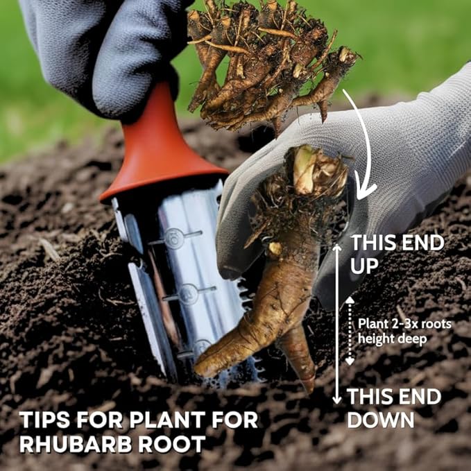2 Victoria Rhubarb Roots for Planting, Large Rhubarb Crowns 6-10 Inch Tall, Rhubarb Plants for Planting, Perennial Vegetable Roots