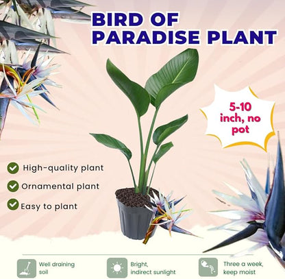 Bird of Paradise Plant Live Houseplant, 5 to 10 Inches Tall, Tropical Strelitzia Reginae Bird of Paradise Bush Live Plant (White Bird of Paradise)