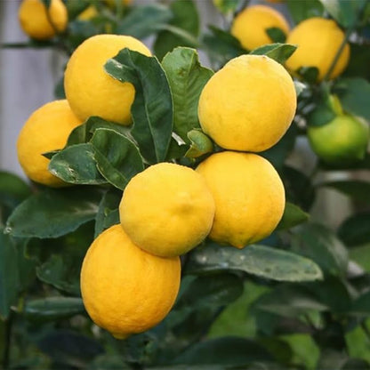 Meyer Lemon Tree Live Plant, Citrus Starter Plant 2-4” Tall in 4” Pot, Fragrant Yellow Citrus Tree
