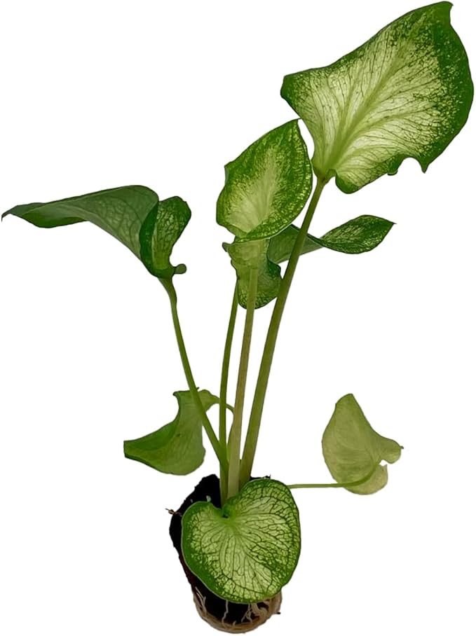 ragnaroc Caladium ‘White Butterfly’ (Caladium Bicolor) 2ct – Live Plant for Indoor Outdoor Use, Garden & Landscaping – Live Arrival Guaranteed