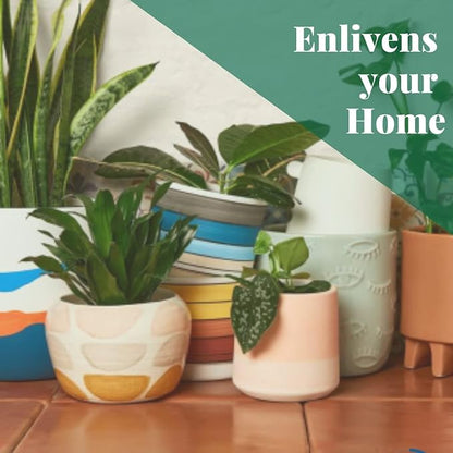 HOUSE PLANT SHOP | Monstera 'Peru' - 6" Pot | Live Indoor Plant | Easy to Care | Natural Décor Plant | Great Gifts | Free Care Guide