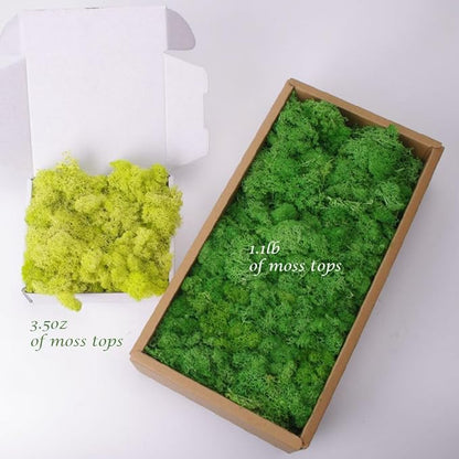 Preserved Moss-3.5 OZ Moss for Crafts Faux Moss Decor Natural Green Moss for Art Wall Florist Decor, Fairy Gardens, Wedding, Floral Project(Light Pink 3.5 OZ)