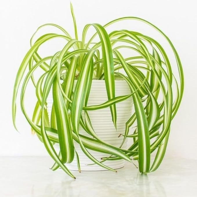 Curly Spider Plant Live in 4 Inch Pot, Air Purifying Houseplant, Tropical Plants for Home Office Decor, 4-7 Inch Tall, Variegated Curly Spider