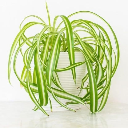 Curly Spider Plant Live in 4 Inch Pot, Air Purifying Houseplant, Tropical Plants for Home Office Decor, 4-7 Inch Tall, Variegated Curly Spider