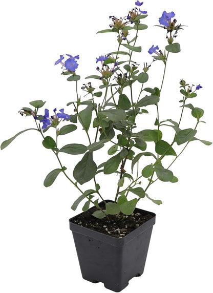 Greenwood Nursery: Live Ground-Cover Plants - Dwarf Plumbago + Ceratostigma Plumbaginoides - [Qty: 2X Pint Pots] - (Click for Other Available Plants/Quantities)