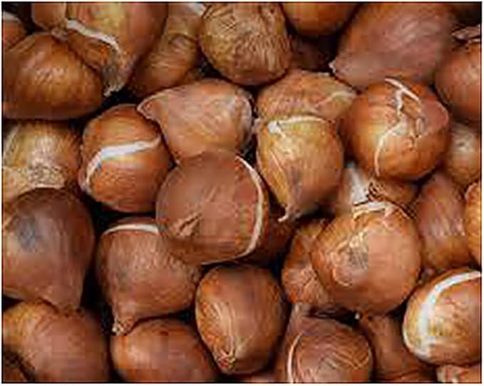 5 Dordogne Tulip Bulbs – Vibrant Purple & Yellow Blooms – Perfect for Cut Flowers & Spring Gardens – Hardy & Easy to Grow Perennial Tulips