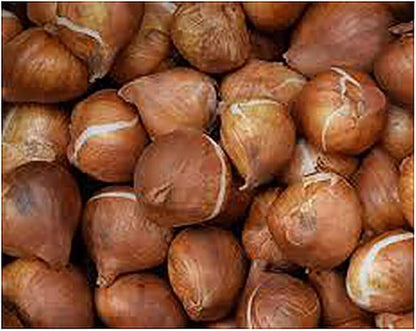 5 Dordogne Tulip Bulbs – Vibrant Purple & Yellow Blooms – Perfect for Cut Flowers & Spring Gardens – Hardy & Easy to Grow Perennial Tulips