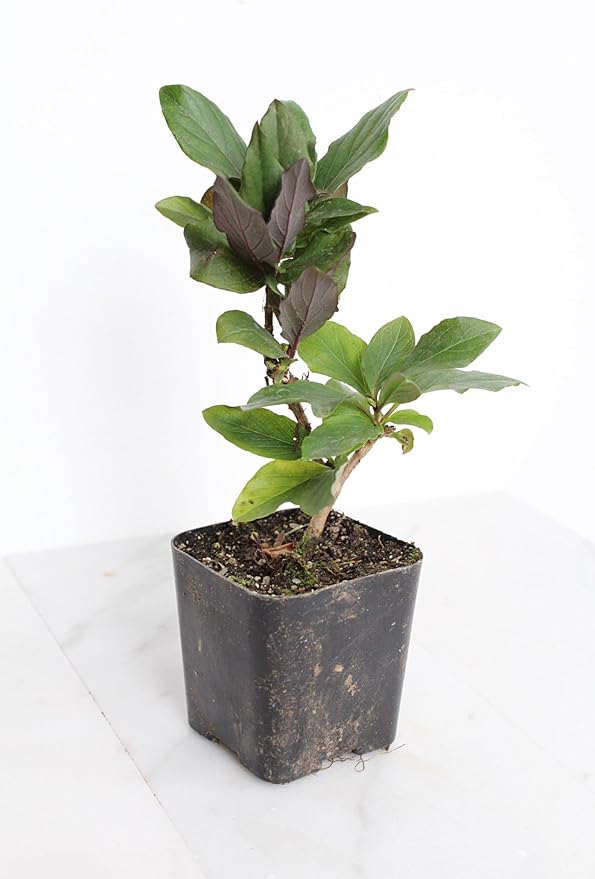 MyShelfie Purple Honeysuckle Vine Plant Fragrant Purple Flower (Lonicera Japonica Purpurea), Live Starter Plant with Purple Leaves, 2-Inch Pot