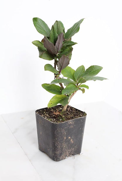 MyShelfie Purple Honeysuckle Vine Plant Fragrant Purple Flower (Lonicera Japonica Purpurea), Live Starter Plant with Purple Leaves, 2-Inch Pot
